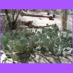 More Cactus.jpg